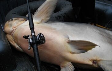 BÀI 4 : Cơm Indo [Heo]