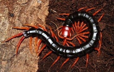 BÀI 9 : MỒI CHÁO RẾT CÂU CÁ TRA